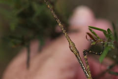 Anchiale austrotessulata