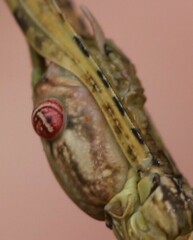 Anchiale austrotessulata