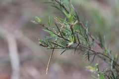 Anchiale austrotessulata