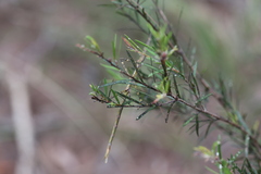Anchiale austrotessulata
