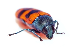 Castiarina crenata