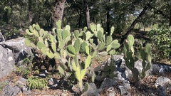 Opuntia lasiacantha