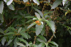 Iochroma arborescens