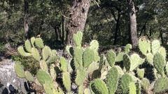 Opuntia lasiacantha