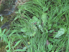 Micranthes micranthidifolia