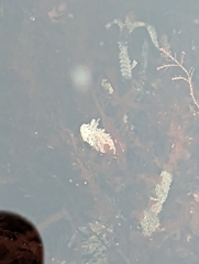 Aegires albopunctatus