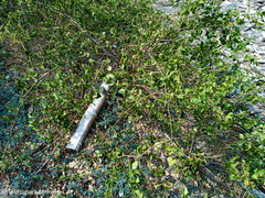 Cryptocarpus pyriformis