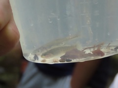 Etheostoma flabellare