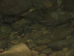 Clinostomus funduloides