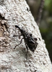 Agathinus tridens