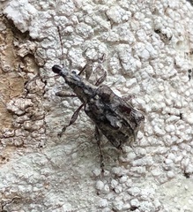 Agathinus tridens
