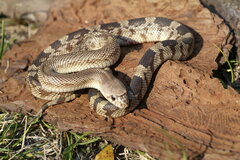 Pituophis melanoleucus mugitus