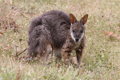 Notamacropus eugenii decres