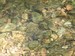 Clinostomus funduloides