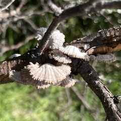Schizophyllum commune