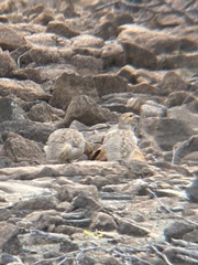 Ortygornis pondicerianus