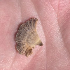 Schizophyllum commune