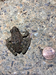 Rana draytonii