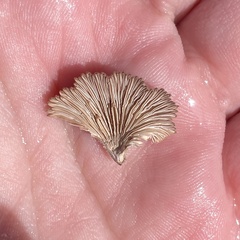 Schizophyllum commune