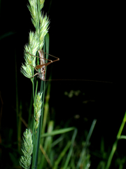 Conocephalus albescens