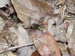 Ontholestes cingulatus