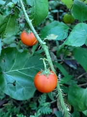 Solanum capsicoides