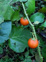 Solanum capsicoides