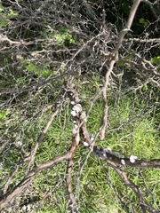 Schizophyllum commune