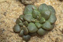 Dudleya brevifolia
