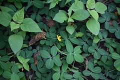 Arachis pintoi