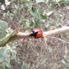 Coccinellini