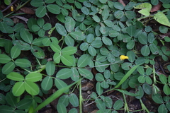 Arachis pintoi
