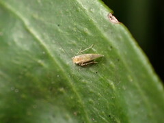 Trichopsocus clarus