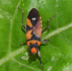 Lygaeus analis