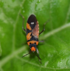 Lygaeus analis