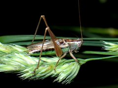 Conocephalus albescens