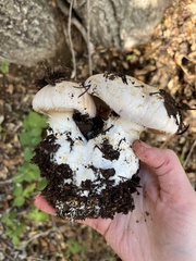 Cortinarius albofragrans