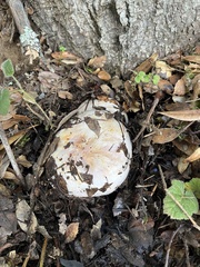 Cortinarius albofragrans