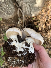Cortinarius albofragrans