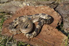 Pituophis melanoleucus mugitus