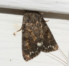 Melanchra pulverulenta