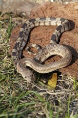 Pituophis melanoleucus mugitus