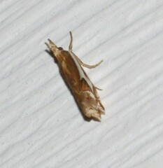 Crambus bidens