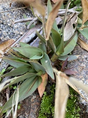 Dichanthelium acuminatum