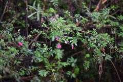 Fuchsia microphylla