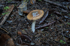 Cortinarius seidliae