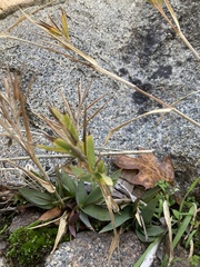 Dichanthelium acuminatum