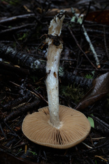 Cortinarius seidliae