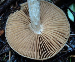Cortinarius seidliae