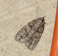 Acronicta increta